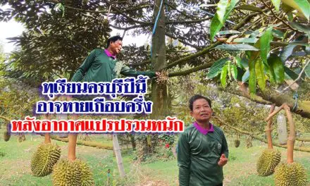 เกษตรกรคาดการณ์ทุเรียนครบุรีปีนี้ อาจหายไปเกือบครึ่ง หลังอากาศแปรปรวนหนัก