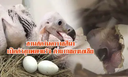 สวนสัตว์นครราชสีมา เปิดตัวลูกพญาแร้ง ตัวแรกของเอเชีย และของประเทศไทย หลังรอคอยมากว่า 30 ปี