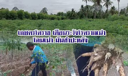 เกษตรโคราช เตือนระวังโรครากเน่าโคนเน่ามันสำปะหลัง 