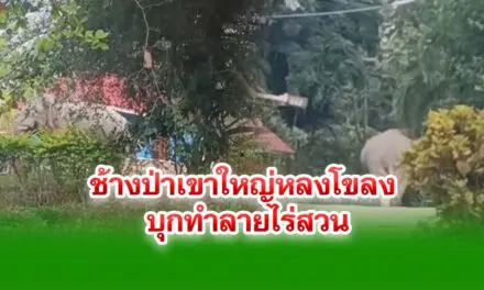 ช้างป่าเขาใหญ่หลงโขลง บุกทำลายไร่สวนชาวบ้านวังน้ำเขียว โคราช ได้รับความเสียหาย