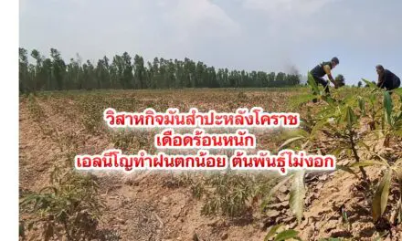 วิสาหกิจมันสำปะหลังโคราชเดือดร้อนหนัก เอลนีโญทำฝนตกน้อย ต้นพันธุ์ไม่งอก