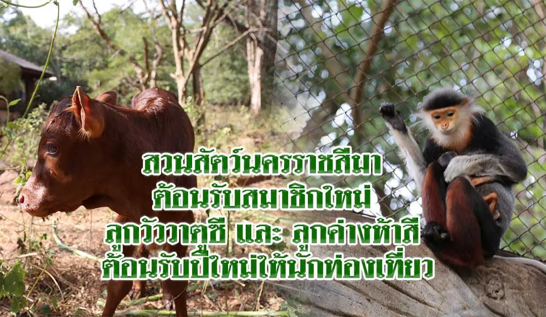 สวนสัตว์นครราชสีมา ต้อนรับสมาชิกใหม่ ลูกวัววาตูซี และ ลูกค่างห้าสี