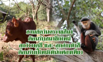 สวนสัตว์นครราชสีมา ต้อนรับสมาชิกใหม่ ลูกวัววาตูซี และ ลูกค่างห้าสี