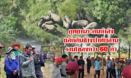 ระดมกำลังผลักดันช้างป่าทับลานรวมโขลงกว่า 60 ตัวบุกไร่ชาวบ้านครบุรี
