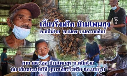 เลี้ยงจิ้งหรีด บ้านโพนสูง ต.หมื่นไวย อ.เมือง จ.นครราชสีมา