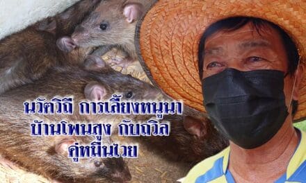 “นวัตวิถี การเลี้ยงหนูนา บ้านโพนสูง” กับ ถวิล ดู่หมื่นไวย