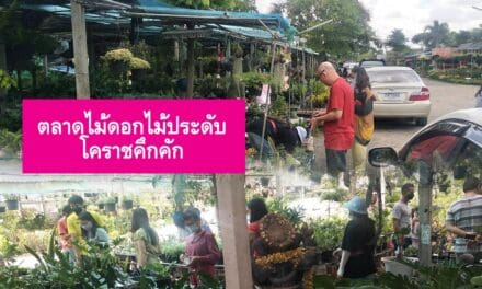 ตลาดไม้ดอกไม้ประดับโคราชคึกคัก ลูกค้าแห่ซื้อ แม่ค้าสั่งมาเพิ่มเท่าตัว