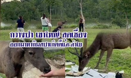 น่ารัก..กวางป่าเขาใหญ่ สุดเชื่อง ออกมาหากินสปาเก็ตตี้และลำไย จากมือนักท่องเที่ยว