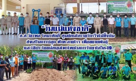 “วันแม่แห่งชาติ” ส.ส.วัชรพล โตมรศักดิ์ ศูนย์ฅนโคราชรักจริงไม่ทิ้งกัน ส่งเสริมการปลูกฟ้าทะลายโจร เพื่อขยายพันธุ์ และใช้ประโยชน์ สมุนไพรไทยในการรักษาโควิด-19