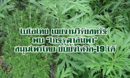 เผยงานวิจัยสหรัฐ พบโกฐจุฬาลัมพา สมุนไพรไทย ยับยั้งโควิด-19 ได้