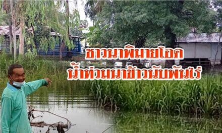 ชาวนาพิมายโอด น้ำไหลหลากท่วมนาข้าวนับพันไร่