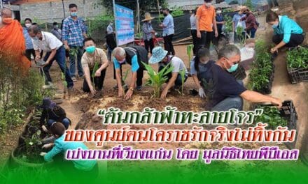 “ต้นกล้าฟ้าทะลายโจร”ของศูนย์ฅนโคราชรักจริงไม่ทิ้งกัน เบ่งบานที่เวียงแก่น โดยมูลนิธิไทยพีบีเอส