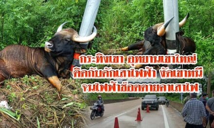กระทิงเขา อุทยานเขาใหญ่ ติดกับดักเสาไฟฟ้า งัดเขาหนี จนไฟฟ้าช๊อตตายคาเสาไฟ