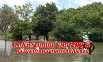 น้ำมูลเอ่อ ท่วมไทรงามยักษ์ อายุ200ปี หลังมวลน้ำไหลสมทบจากปักธงชัย