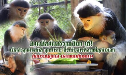 สวนสัตว์นครราชสีมา เฮ้!  เปิดตัวลูกค่างห้าสี สุดน่ารัก! ซึ่งเป็นค่างที่สวยที่สุดในโลก ต้อนรับฤดูกาล ปลายฝนต้นหนาว