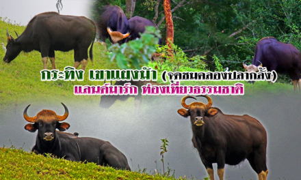 กระทิง เขาแผงม้า (จุดชมคลองปลากลั้ง) แลนด์มาร์ก ท่องเที่ยวธรรมชาติ