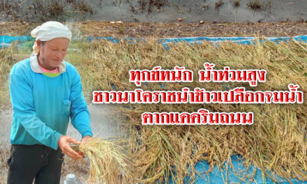 ทุกข์หนัก น้ำท่วมสูง ชาวนาโคราชนำข้าวเปลือกจมน้ำ ตากแดดริมถนน