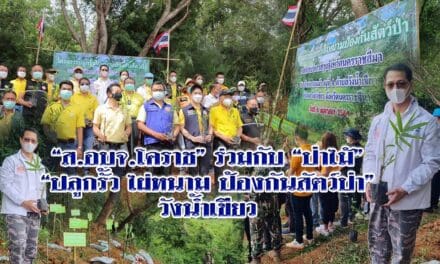 “ส.อบจ.โคราช”ร่วมกับ”ป่าไม้”  “ปลูกรั้วไผ่หนามป้องกันสัตว์ป่า” วังน้ำเขียว