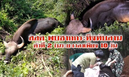 สลด พบซากกระทิงทับลานล้มตัวที่ 2 ในระยะเวลาเพียง 10 วัน