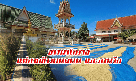 ชาวนาโคราช แห่ตากข้าวบนถนนและลานวัด หลังน้ำท่วมไม่มีที่ตาก