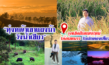 “ทุ่งหญ้าเขาแผงม้า วังน้ำเขียว” จุดเช็คอินแห่งใหม่ โต้ลมหนาวรับนักท่องเที่ยว