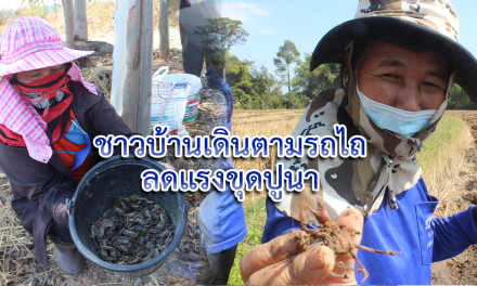 ชาวบ้านเดินตามรถไถ ลดแรงขุดปูนา ประกอบอาหารลดค่าใช้จ่ายหน้าแล้ง