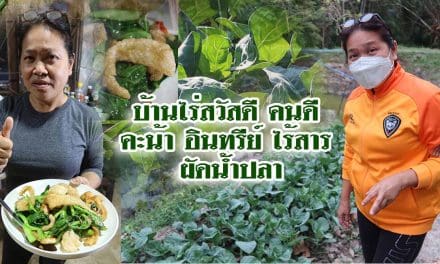 บ้านไร่ สวัสดี คนดี คะน้า อินทรีย์ ไร้สาร ผัดน้ำปลา