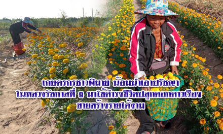 เกษตรกรชาวพิมายน้อมนำเอาปรัชญาเศรษฐกิจพอเพียงในหลวงรัชกาลที่ 9 มาใช้ดำรงชีวิตปลูกดอกดาวเรืองขายสร้างรายได้งาม