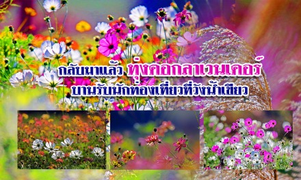 กลับมาแล้ว ทุ่งดอกลาเวนเดอร์ บานรับนักท่องเที่ยว ที่ วังน้ำเขียว