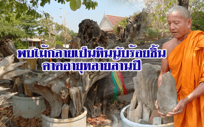 พบไม้กลายเป็นหินนับร้อยชิ้น คาดอายุหลายล้านปี