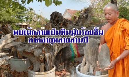 พบไม้กลายเป็นหินนับร้อยชิ้น คาดอายุหลายล้านปี