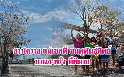 เด็กๆโคราช แห่เซลฟี่ เก็บภาพชมพูพันธุ์ทิพย์ออกดอกเต็มต้นสุดประทับใจ&nbsp; จุดเช็คอินแห่งใหม่ของอำเภอพิมาย