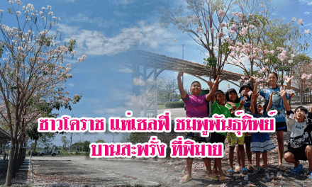 <strong>เด็กๆโคราช แห่เซลฟี่ เก็บภาพชมพูพันธุ์ทิพย์ออกดอกเต็มต้นสุดประทับใจ&nbsp; จุดเช็คอินแห่งใหม่ของอำเภอพิมาย</strong>