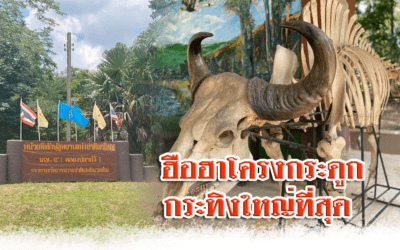 ฮือฮา…โครงกระดูกกระทิงใหญ่ที่สุด น้ำหนักกว่า 1,000 กิโล
