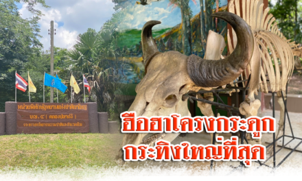 ฮือฮา…โครงกระดูกกระทิงใหญ่ที่สุด น้ำหนักกว่า 1,000 กิโล