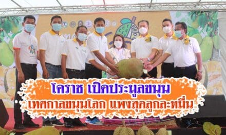โคราช เปิดประมูลขนุนเทศกาลขนุนโลก แพงสุดลูกละหมื่น