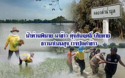 น้ำท่วมพิมายนาข้าวทุ่งสัมฤทธิ์เสียหาย ชาวนาโนนสูง เร่งปักดำข้าว
