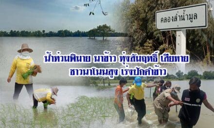 น้ำท่วมพิมายนาข้าวทุ่งสัมฤทธิ์เสียหาย ชาวนาโนนสูง เร่งปักดำข้าว