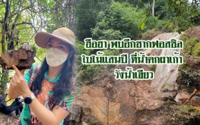 ฮือฮา…พบอีกซากฟอสซิลใบไม้แสนปี ที่น้ำตกผาเก้า วังน้ำเขียว
