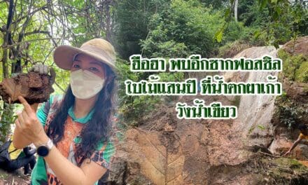 ฮือฮา…พบอีกซากฟอสซิลใบไม้แสนปี ที่น้ำตกผาเก้า วังน้ำเขียว