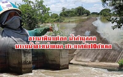 ชาวนาพิมายโอด น้ำลำมูลลด นาจมน้ำข้าวเน่าหมด ประกาศภัย10อำเภอ
