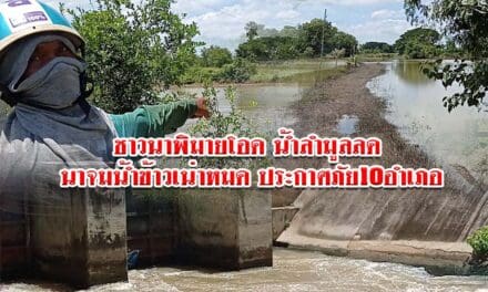 ชาวนาพิมายโอด น้ำลำมูลลด นาจมน้ำข้าวเน่าหมด ประกาศภัย10อำเภอ