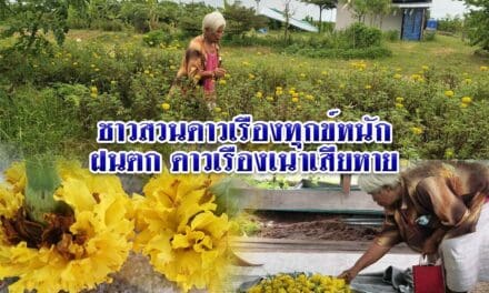 ชาวสวนทุกข์หนักฝนตกชุกทำดอกดาวเรืองเน่าเสียหาย ไม่สามารถขายได้