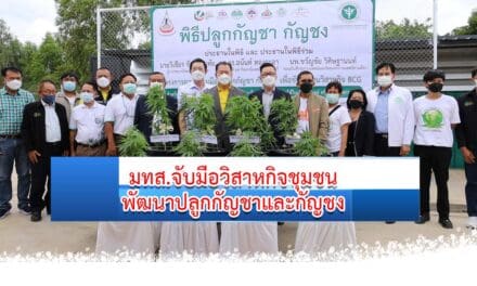 มทส.จับมือวิสาหกิจชุมชนพัฒนาปลูกกัญชาและกัญชง