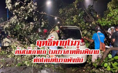 ฤทธิ์พายุโนรูฝากไว้ ต้นไม้เก่าแก่ในปราสาทหินพิมาย หักโค่นทับรถพังยับ