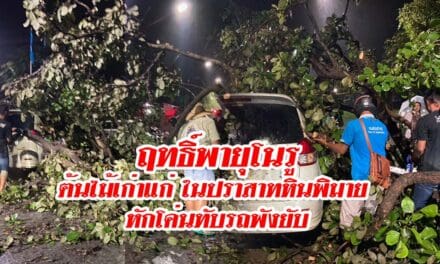 ฤทธิ์พายุโนรูฝากไว้ ต้นไม้เก่าแก่ในปราสาทหินพิมาย หักโค่นทับรถพังยับ