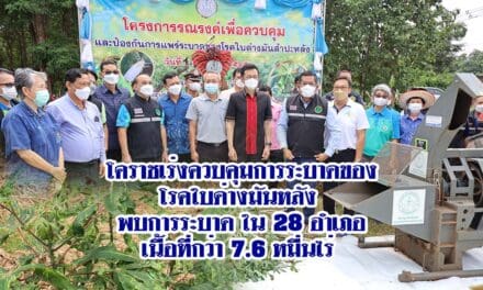 โคราชเร่งควบคุมการระบาดของโรคใบด่างมัน หลัง พบการระบาด ใน28อำเภอเนื้อที่กว่า 7.6 หมื่นไร่ 