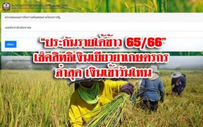 “ประกันรายได้ข้าว 65/66” เช็คสิทธิเงินเยียวยาเกษตรกร ล่าสุด เงินเข้าวันไหน
