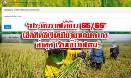 “ประกันรายได้ข้าว 65/66” เช็คสิทธิเงินเยียวยาเกษตรกร ล่าสุด เงินเข้าวันไหน