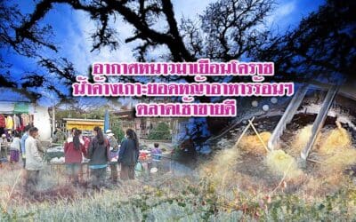 อากาศหนาวมาเยือนโคราช น้ำค้างเกาะยอดหญ้าอาหารร้อนๆ ตลาดเช้าขายดี